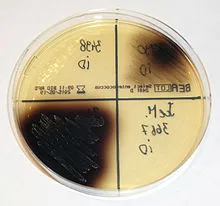 Bile Esculin Agar Plates