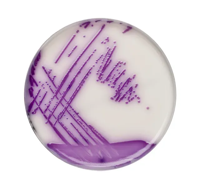 Chromogenic Salmonella Medium
