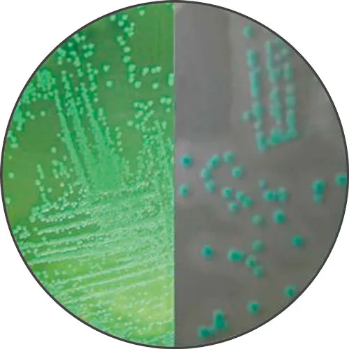 Chromogenic Listeria Medium