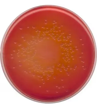 Dehydrated MacConkey Agar